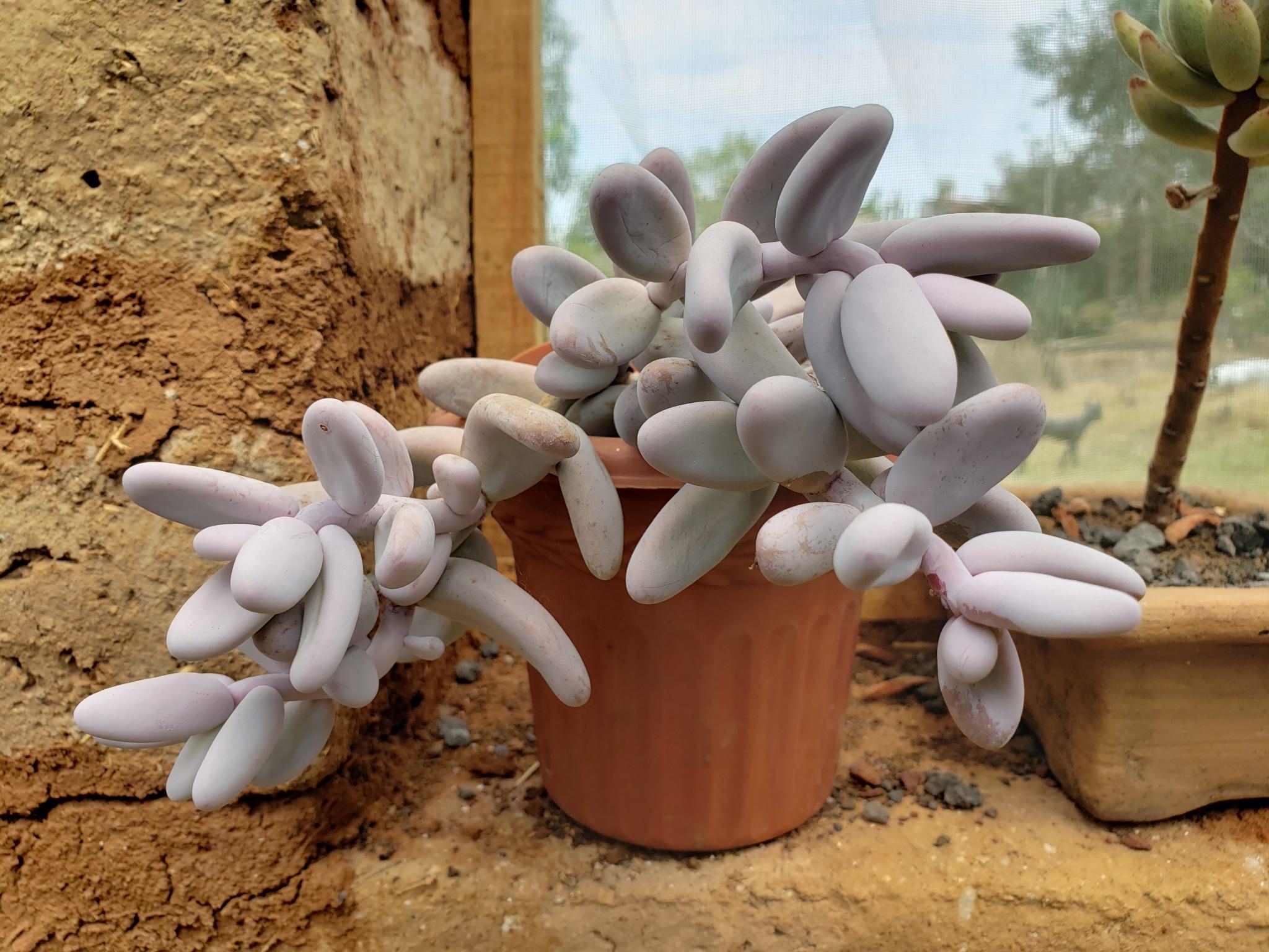 Sedum craigii